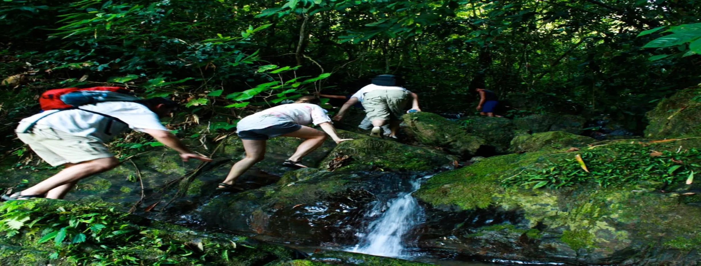 Image for Jungle Hiking